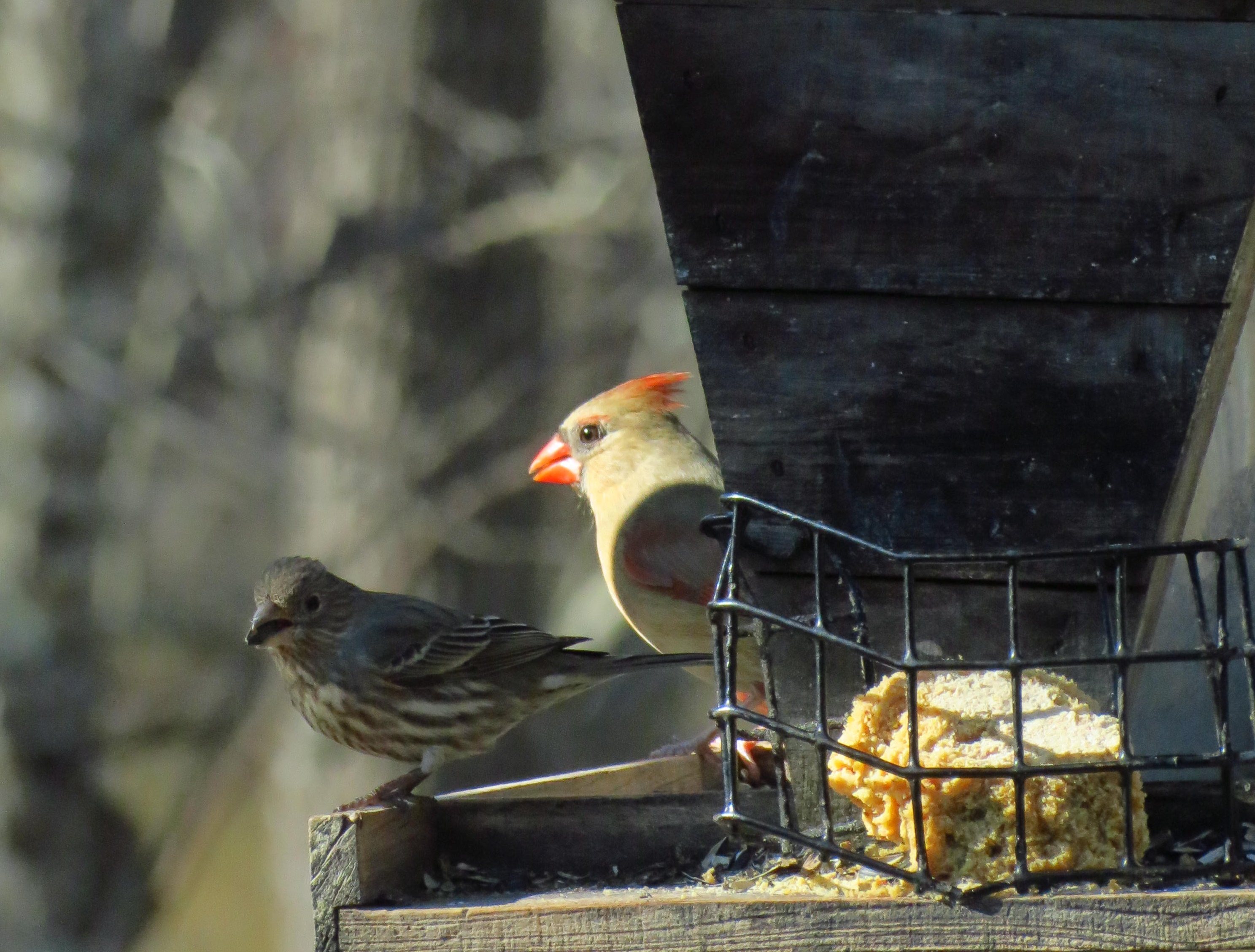 Female Cardinal and Friend.jpg