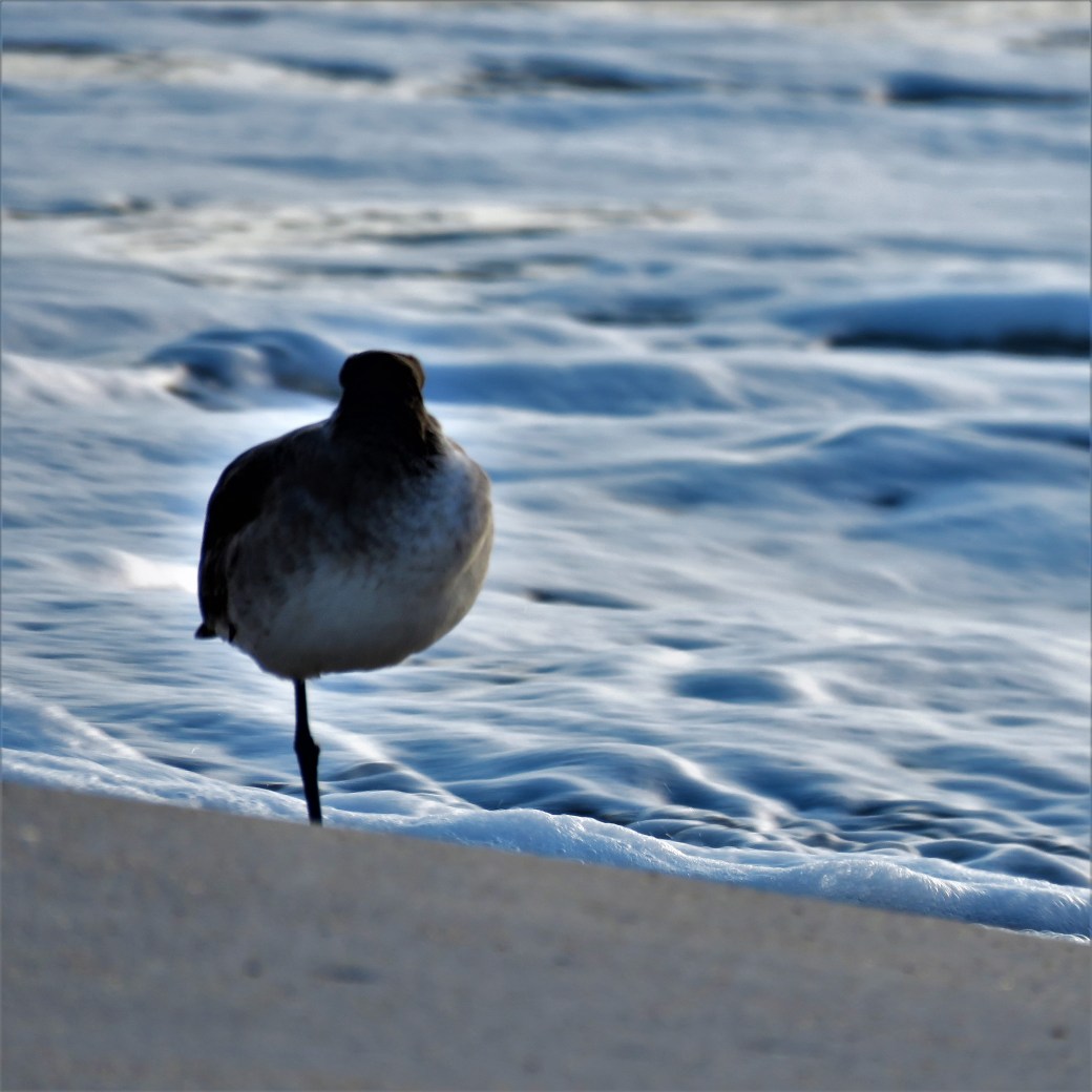 My one legged friend sea bird