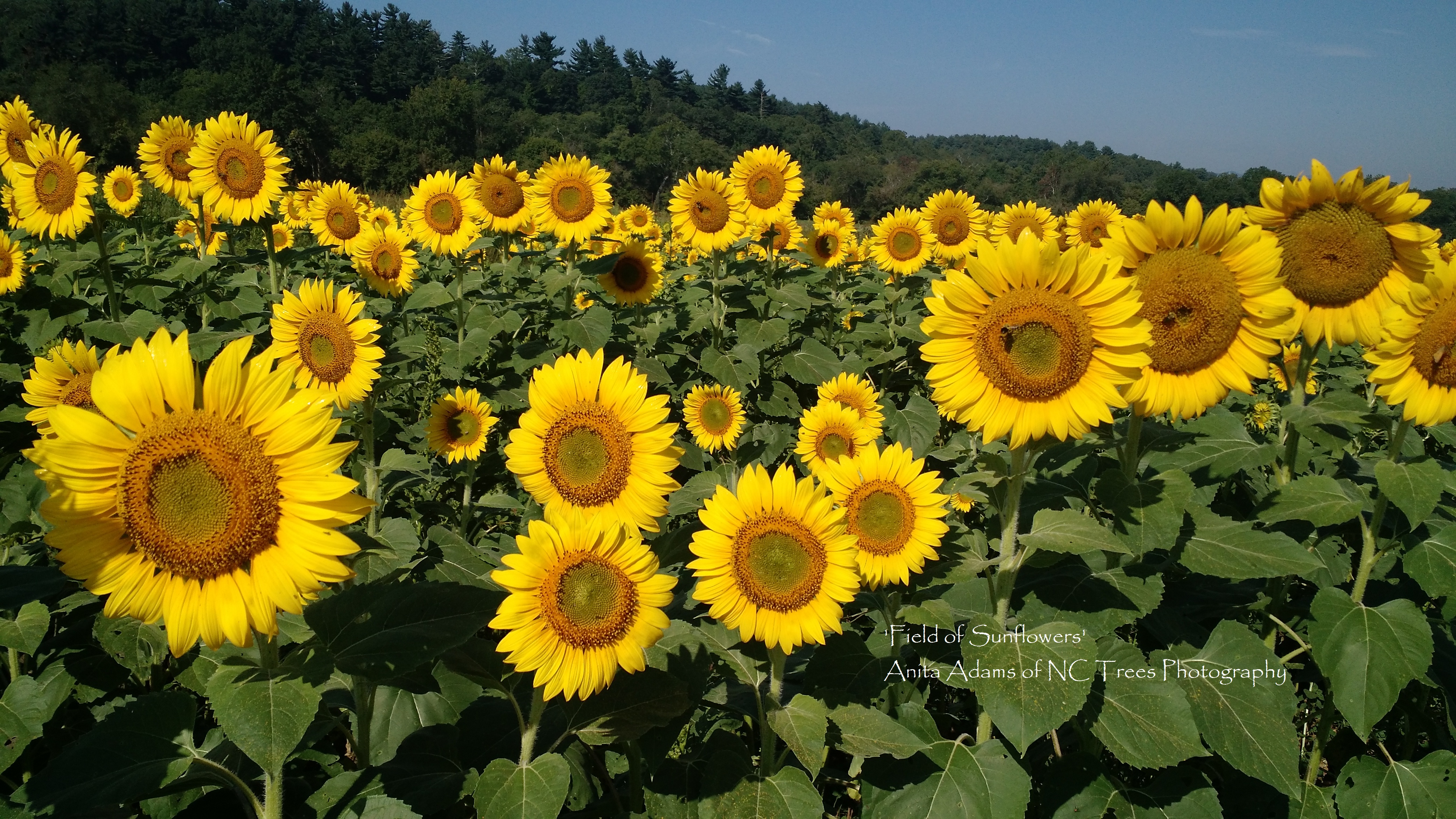 Signed - Field of Sunflowers