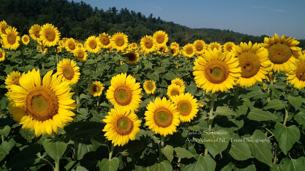 Signed - Field of Sunflowers
