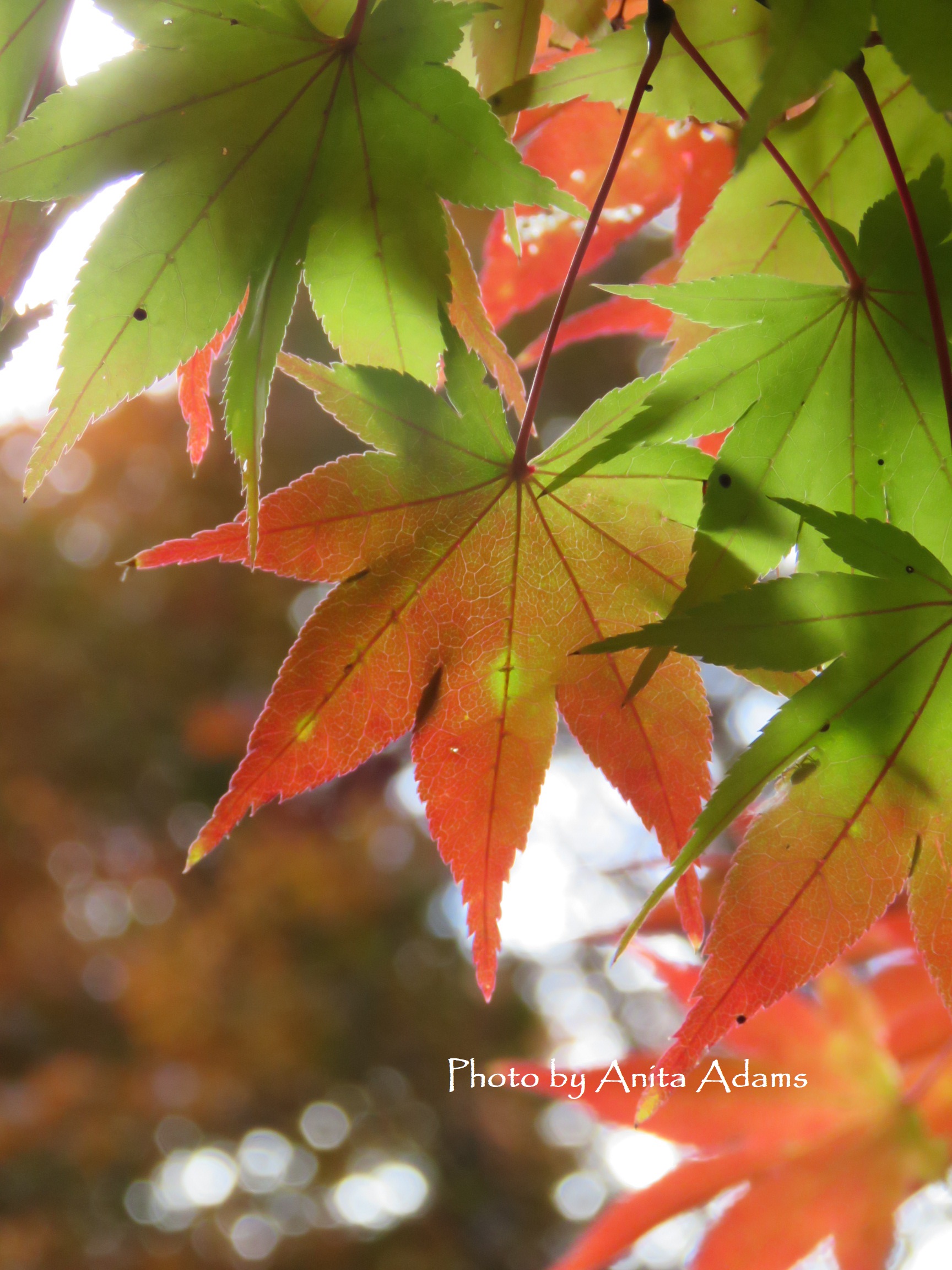 SIGNED - Autumn Morning