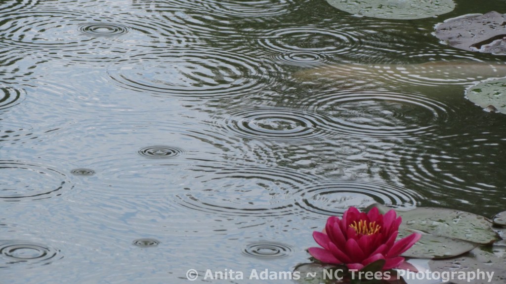 Rain Circles and Pink Water Lily
