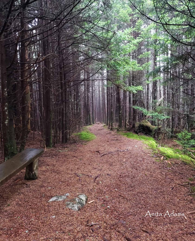 Someone once wrote - Into the Forest I go, to lose my mind and FIND my Soul! I feel this way on every walk as I breathe in the fresh oxygen and give thanks for the Trees who so selflessly share this with us.